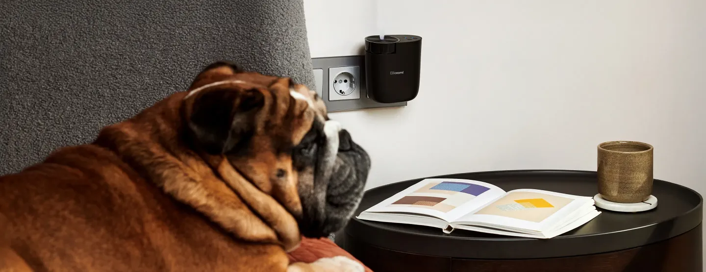 Ce înseamnă parfumul ambiental și cum diferă de odorizantele clasice?